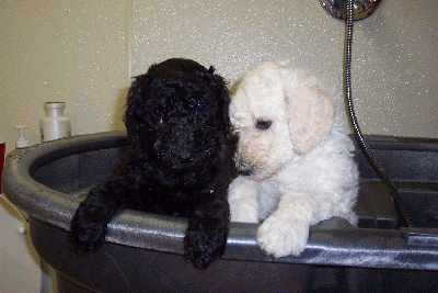 Bathtime buddies